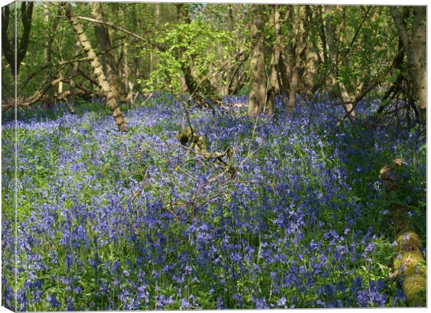 The Bluebells Canvas Print by Simon Hill