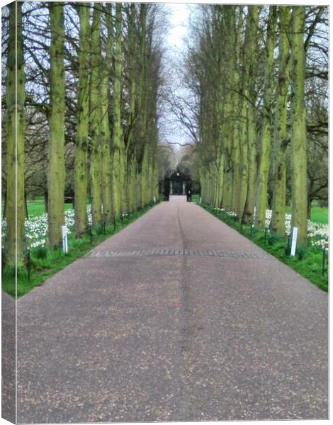 Avenue of Trees Canvas Print by Simon Hill