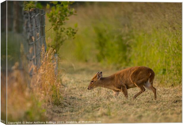 Young Muntjac Canvas Print by Peter Anthony Rollings