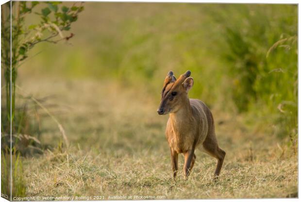 Young Muntjac Canvas Print by Peter Anthony Rollings