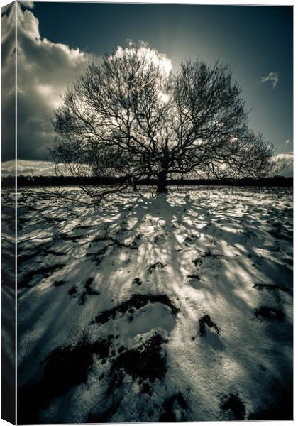 Shadows in the Snow Canvas Print by Peter Anthony Rollings