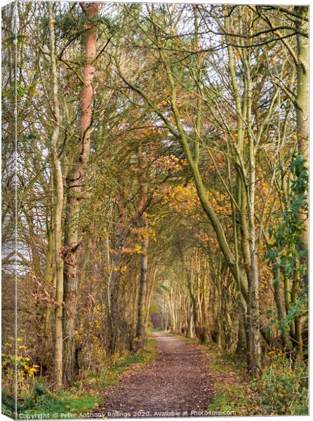 Autumn Avenue Canvas Print by Peter Anthony Rollings