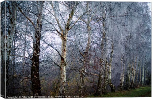 Frost in the Birches Canvas Print by Peter Anthony Rollings