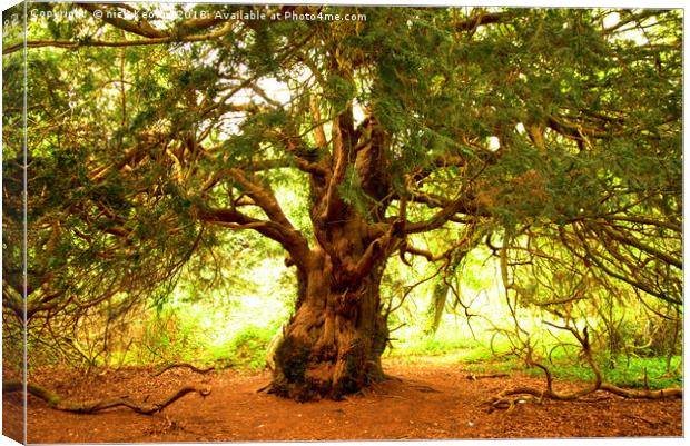 Yew Tree Canvas Print by Nick Keown