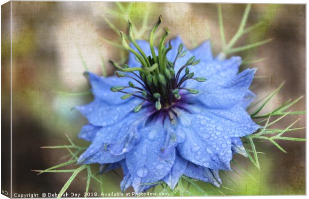 Love in a Mist Canvas Print by Deborah Dey