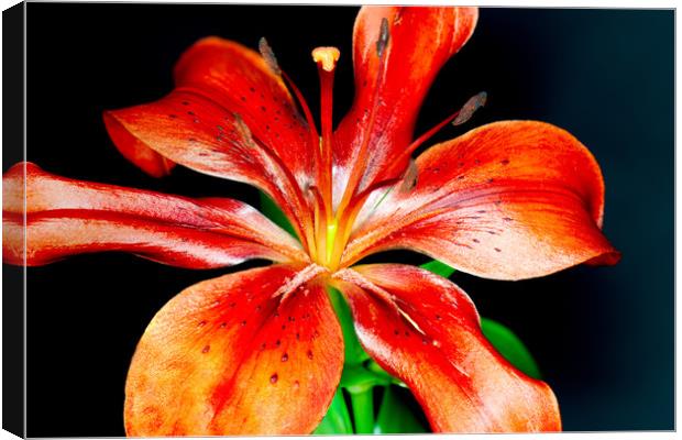 Bright Red Lily        Canvas Print by Tony Swain