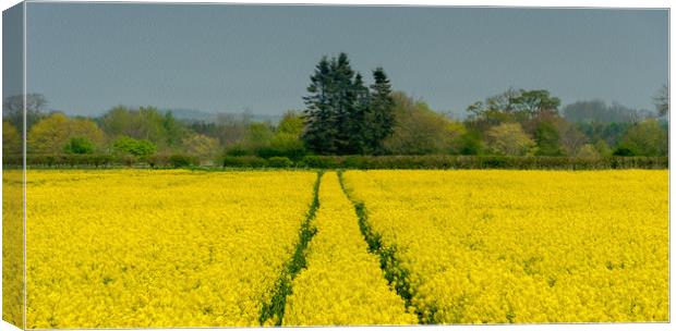 Field of Rapeseed Canvas Print by Tony Swain