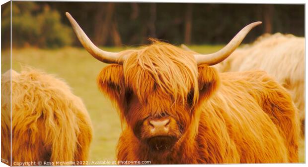 Highland Cattle Canvas Print by Ross McNeillie