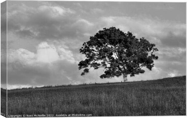 A lone Ash Tree Canvas Print by Ross McNeillie
