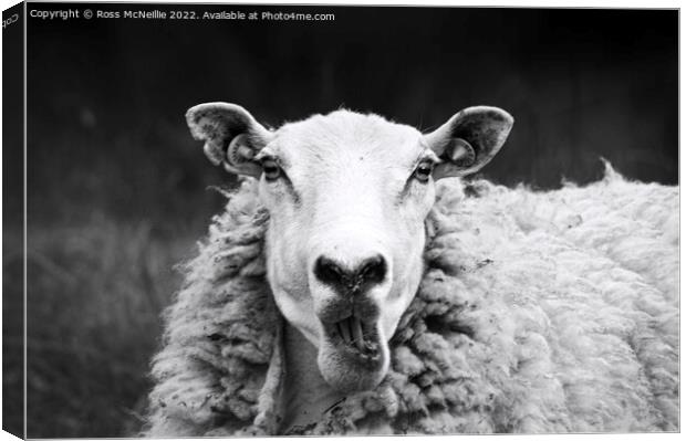 Talking Sheep Canvas Print by Ross McNeillie