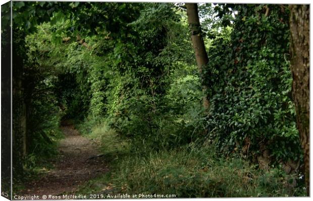 Enchanting Woodland Trail Canvas Print by Ross McNeillie