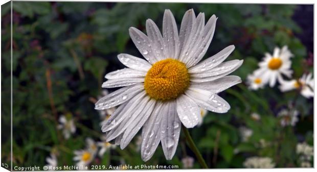 The Big Daisy Canvas Print by Ross McNeillie