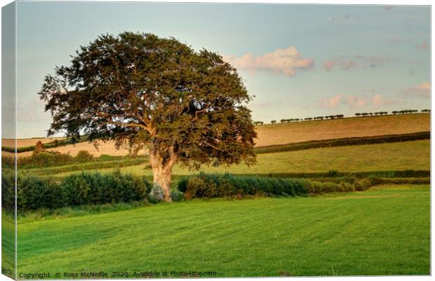 Trees and Hedgelines Canvas Print by Ross McNeillie