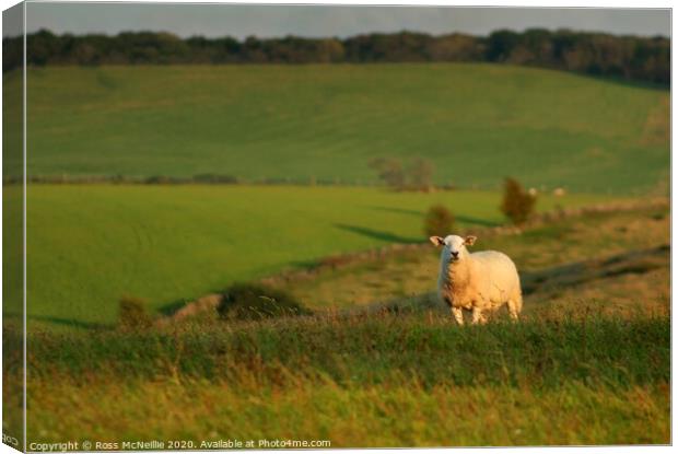 September Sunset Sheep Canvas Print by Ross McNeillie