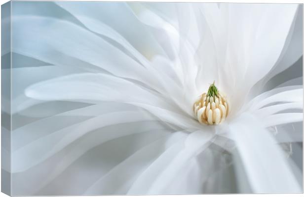 Beautiful white magnolia star, Magnolia stellata.  Canvas Print by Karina Knyspel