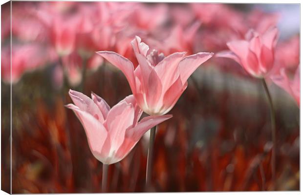 Pink tulips in the garden. Canvas Print by Karina Knyspel