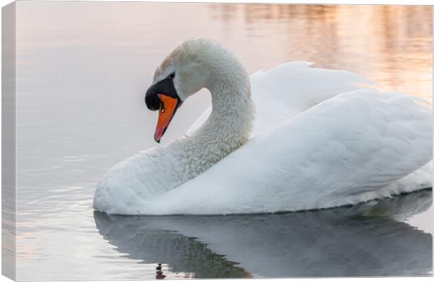 Swan on golden lake  Canvas Print by Dorringtons Adventures