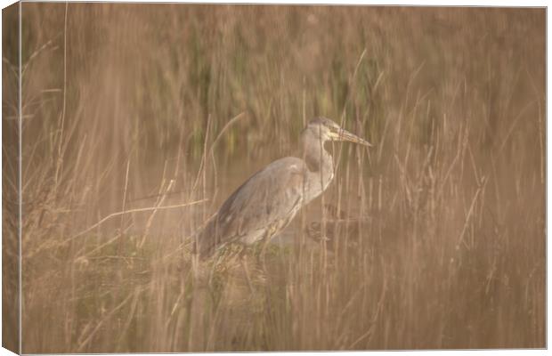 Heron through the reeds Canvas Print by Dorringtons Adventures