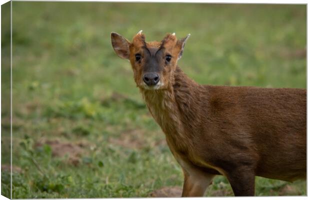 Muntjac deer Canvas Print by Dorringtons Adventures