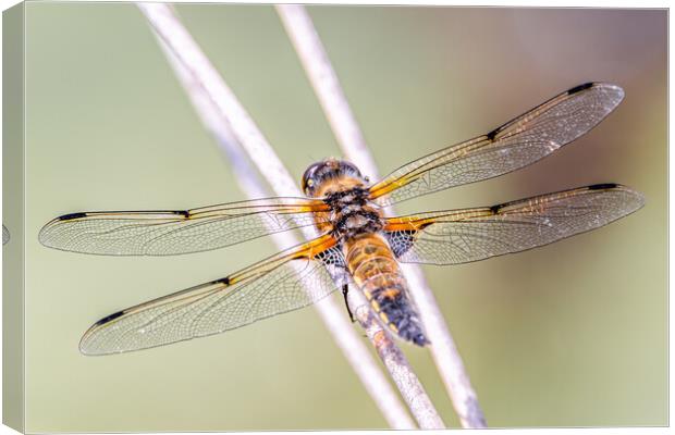 Four spotted dragonfly Canvas Print by Dorringtons Adventures