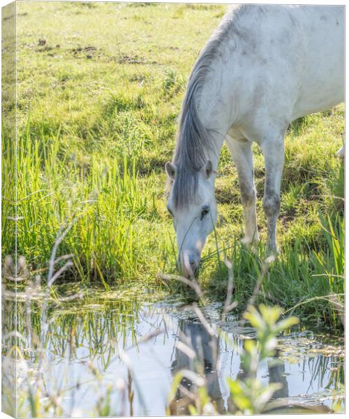 A horse and his reflection  Canvas Print by Dorringtons Adventures