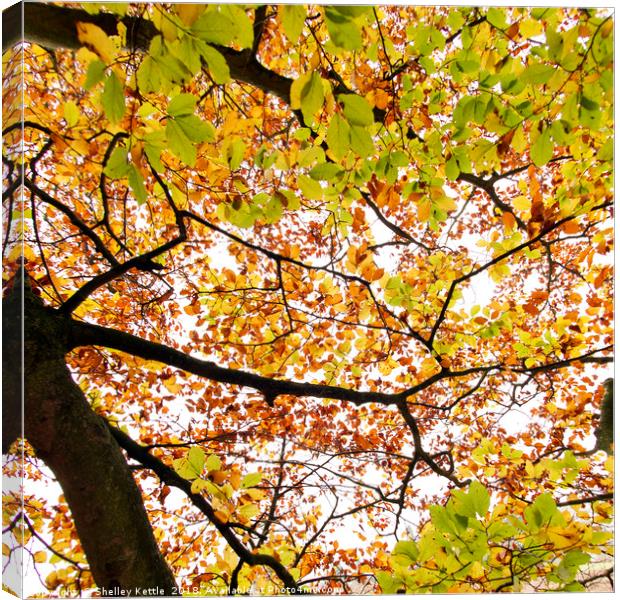 Natures Window Canvas Print by Shelley Kettle