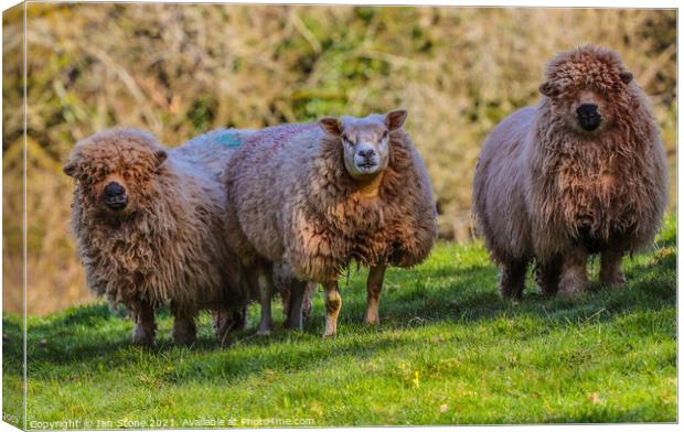 Neighbourhood Watch !  Canvas Print by Ian Stone