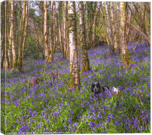 Bluebell Bliss Canvas Print by Ian Stone