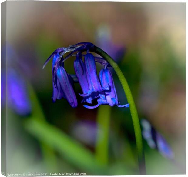 Common Bluebells  Canvas Print by Ian Stone
