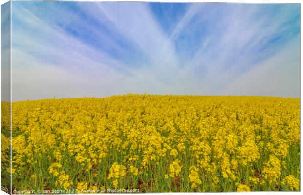 Field of yellow  Canvas Print by Ian Stone