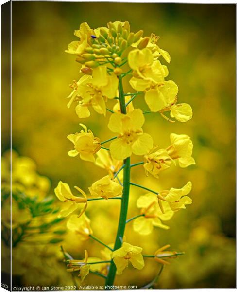 Rapeseed flower  Canvas Print by Ian Stone