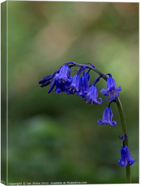 Common bluebell Canvas Print by Ian Stone