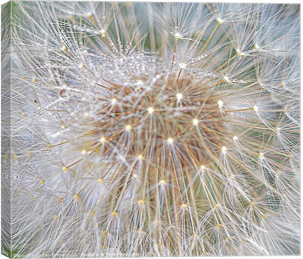 Dandelion  Canvas Print by Ian Stone