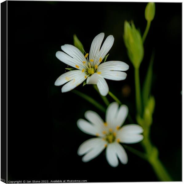 Greater Stitchwort  Canvas Print by Ian Stone