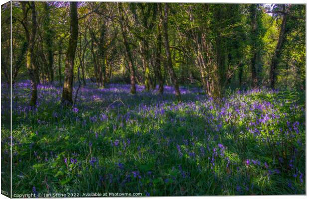 Devon Bluebell woods  Canvas Print by Ian Stone