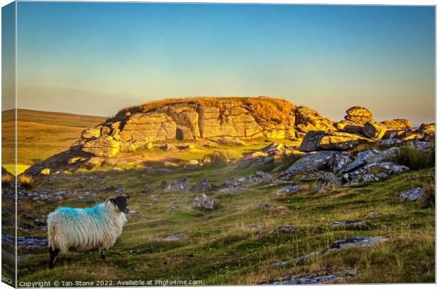 Serene Sheep Basking in Sunset Glow Canvas Print by Ian Stone