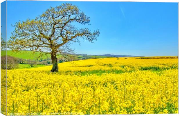 Golden Fields of Spring Canvas Print by Ian Stone