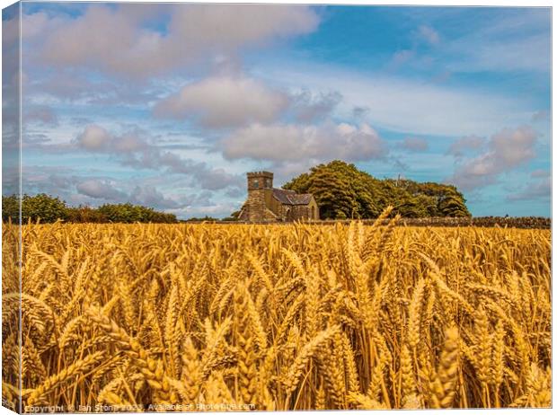 Fields of Gold  Canvas Print by Ian Stone