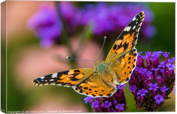 Painted Lady on Verbena Flowers  Canvas Print by Ian Stone
