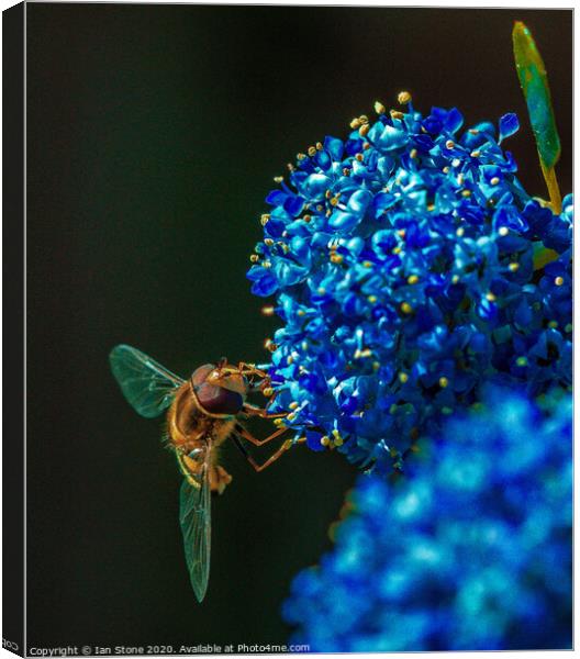 Ceanothus and friend  Canvas Print by Ian Stone