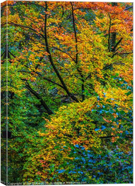 Autumn arrives  Canvas Print by Ian Stone