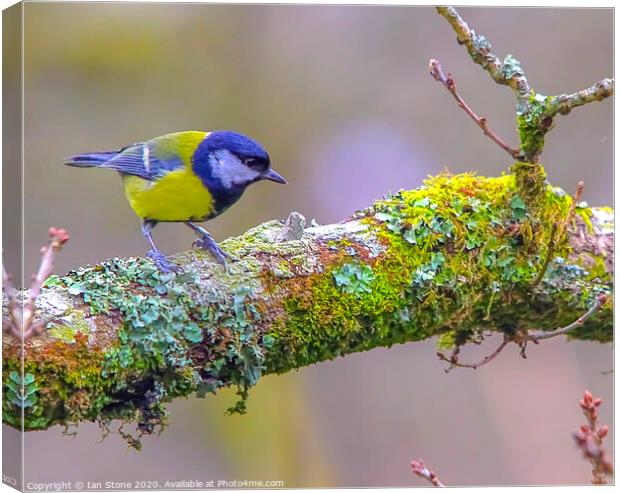 The Vibrant Great Tit Canvas Print by Ian Stone