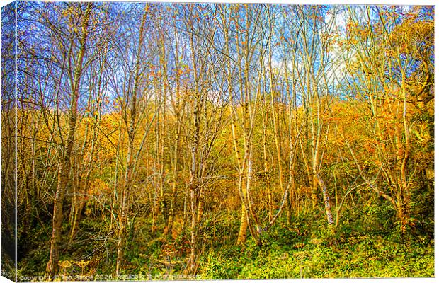 Autumn trees Canvas Print by Ian Stone