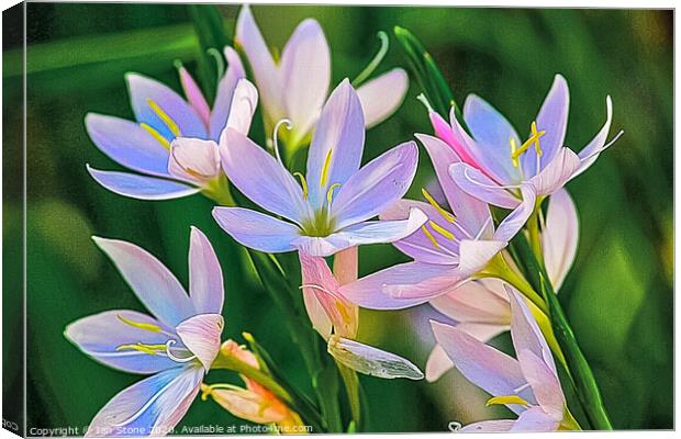  lilies  Canvas Print by Ian Stone