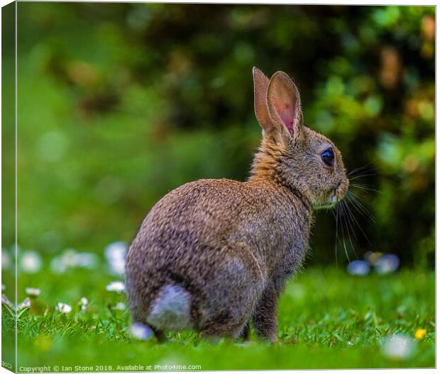 Wild Baby bunny  Canvas Print by Ian Stone