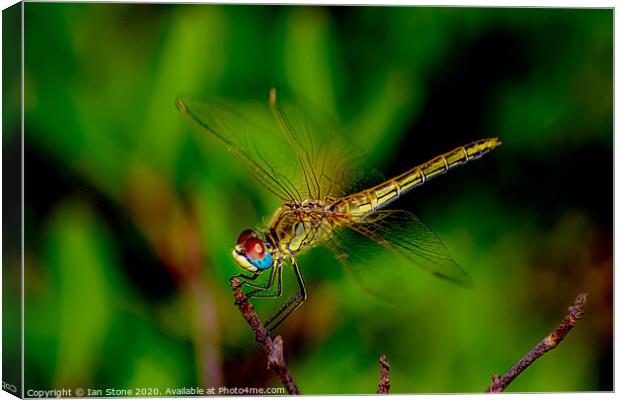 Dragonfly  Canvas Print by Ian Stone