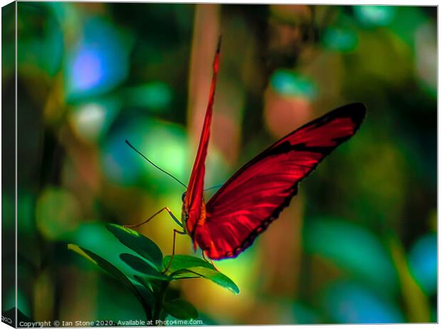 Radiant Wings Canvas Print by Ian Stone