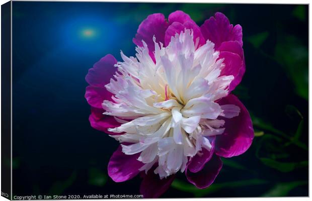 Peony Superstar  Canvas Print by Ian Stone