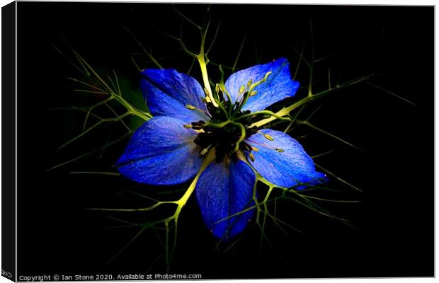 Love in a mist  Canvas Print by Ian Stone