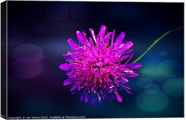 Pink Scabiosa flowers  Canvas Print by Ian Stone